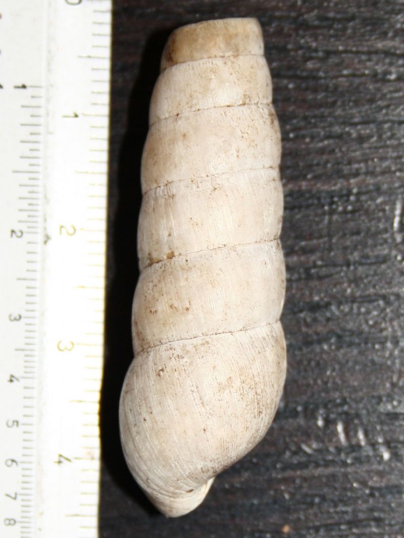 R. decollata e H. cinctella